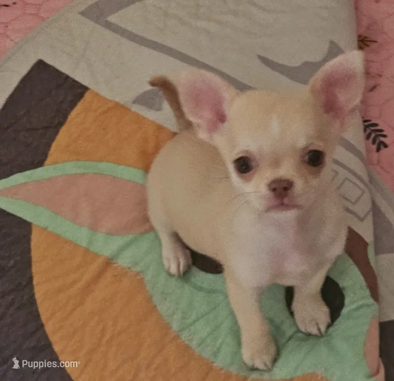 Teddy – Chihuahua puppy for sale in Joliet, IL