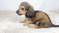 Whip cream, a female Miniature Dachshund for sale in Sacramento, CA – 5 of 9