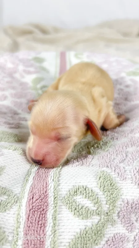 Wafer – Miniature Dachshund puppy for sale in Sacramento, CA