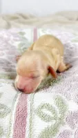 Wafer, a male Miniature Dachshund for sale in Sacramento, CA – 1 of 7
