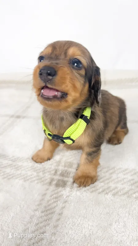 Peanuts – Miniature Dachshund puppy for sale in Sacramento, CA