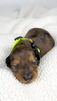 Peanuts, a male Miniature Dachshund for sale in Sacramento, CA – 5 of 7