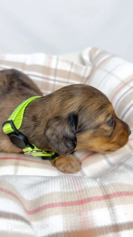 Peanuts – Miniature Dachshund puppy for sale in Sacramento, CA