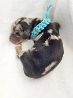 Tulip, a female Miniature Dachshund for sale in Sacramento, CA – Photo 4 of 8