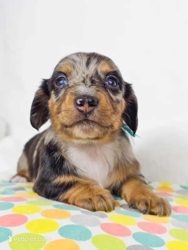 Tulip – Miniature Dachshund puppy on hold in Sacramento, CA