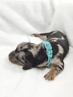 Tulip, a female Miniature Dachshund for sale in Sacramento, CA – Photo 6 of 8
