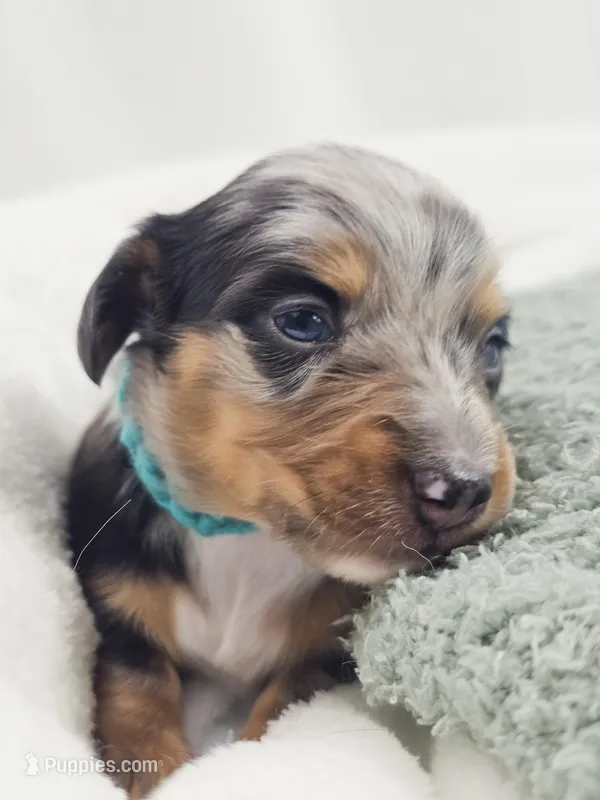 Tulip – Miniature Dachshund puppy on hold in Sacramento, CA