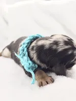 Tulip, a female Miniature Dachshund for sale in Sacramento, CA – Photo 7 of 8