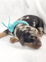 Tulip, a female Miniature Dachshund for sale in Sacramento, CA – Photo 5 of 8