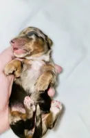 Tulip, a female Miniature Dachshund for sale in Sacramento, CA – Photo 3 of 8