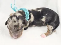 Tulip, a female Miniature Dachshund for sale in Sacramento, CA – Photo 1 of 8