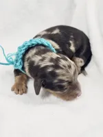 Tulip, a female Miniature Dachshund for sale in Sacramento, CA – Photo 2 of 8