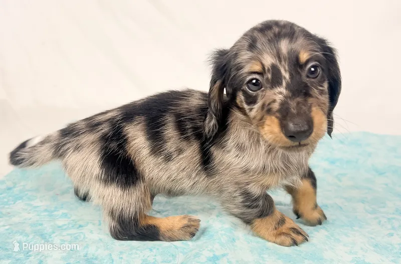 Strawberry – Miniature Dachshund puppy on hold in Sacramento, CA