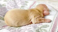 Vanilla, a female Miniature Dachshund for sale in Sacramento, CA – 4 of 8