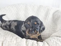 Honeydew, a male Dachshund for sale in Sacramento, CA – 4 of 6