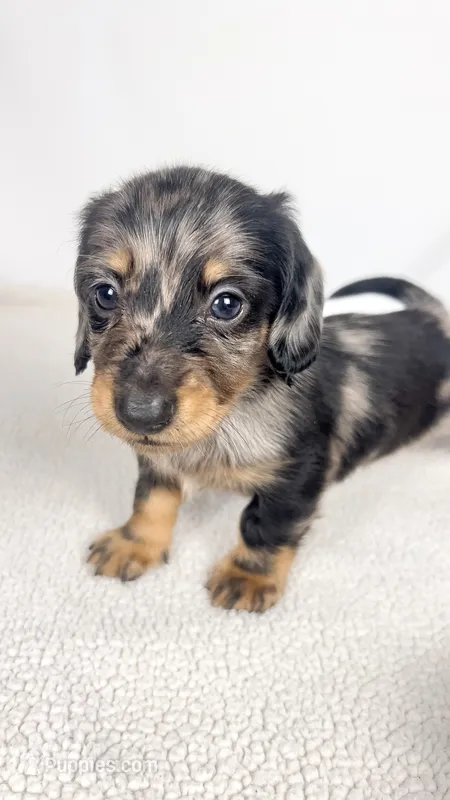 Strawberry – Miniature Dachshund puppy on hold in Sacramento, CA