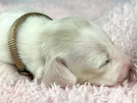 Pepperjack, a male Miniature Dachshund for sale in Sacramento, CA – Photo 8 of 9