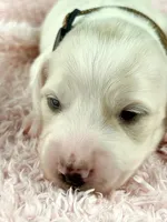 Pepperjack, a male Miniature Dachshund for sale in Sacramento, CA – Photo 4 of 9