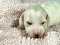 Pepperjack, a male Miniature Dachshund for sale in Sacramento, CA – Photo 7 of 9