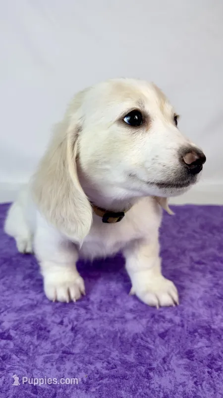 Pepperjack – Miniature Dachshund puppy for sale in Sacramento, CA