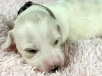 Pepperjack, a male Miniature Dachshund for sale in Sacramento, CA – Photo 6 of 9