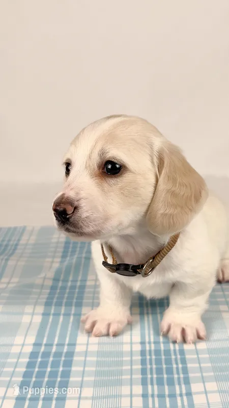 Pepperjack – Miniature Dachshund puppy for sale in Sacramento, CA