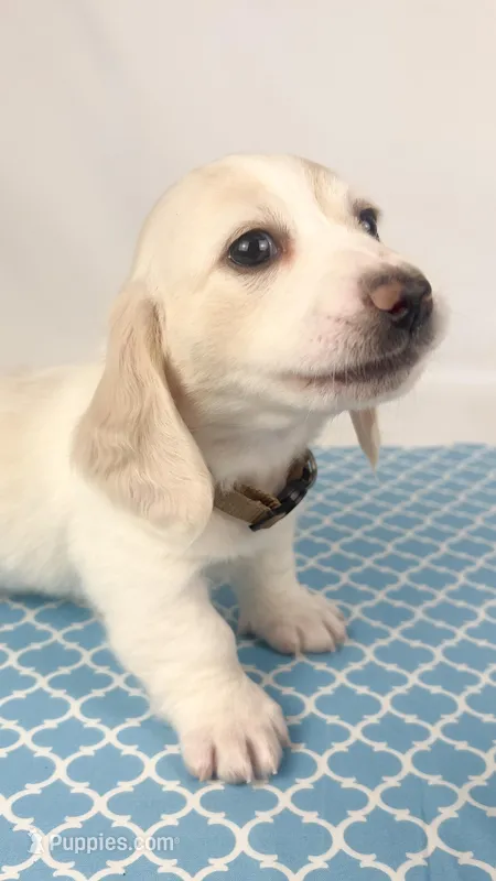 Pepperjack – Miniature Dachshund puppy for sale in Sacramento, CA