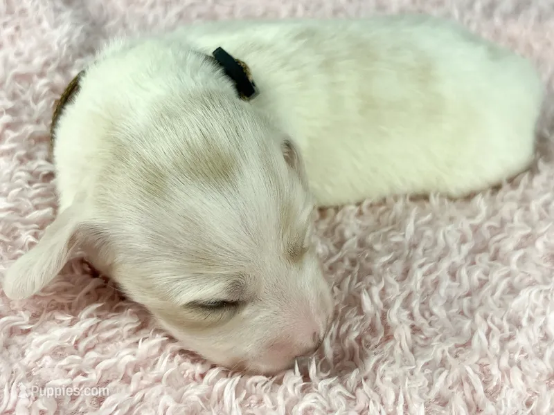 Pepperjack – Miniature Dachshund puppy for sale in Sacramento, CA