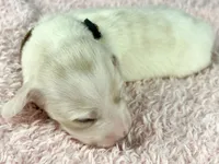 Pepperjack, a male Miniature Dachshund for sale in Sacramento, CA – Photo 1 of 9