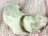 Pepperjack, a male Miniature Dachshund for sale in Sacramento, CA – Photo 2 of 9