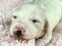 Pepperjack, a male Miniature Dachshund for sale in Sacramento, CA – Photo 5 of 9