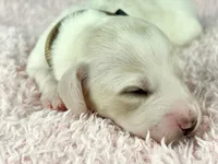 Pepperjack, a male Miniature Dachshund for sale in Sacramento, CA – Photo 3 of 9