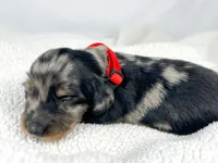 Strawberry, a male Miniature Dachshund for sale in Sacramento, CA – 5 of 9