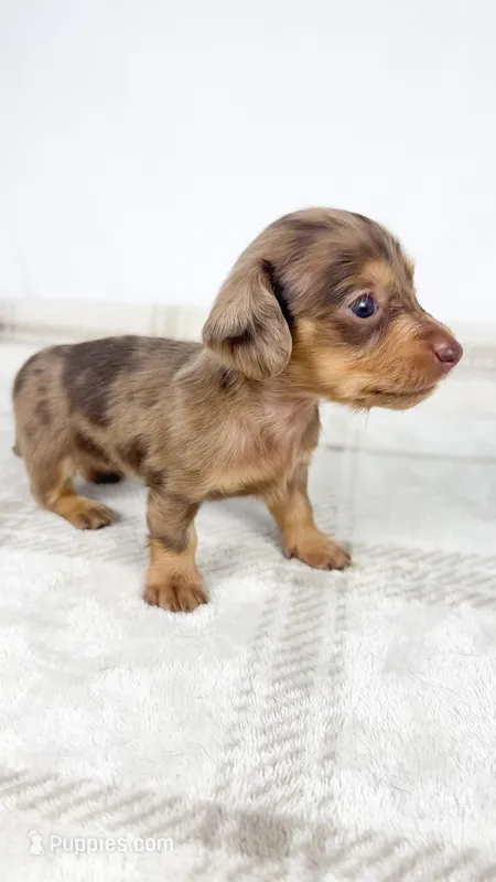 Hot fudge – Miniature Dachshund puppy on hold in Sacramento, CA