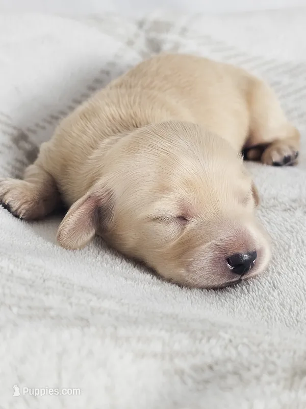 Wafer – Miniature Dachshund puppy for sale in Sacramento, CA