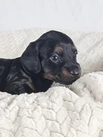 Brown sugar, a male Dachshund for sale in Sacramento, CA – 5 of 6
