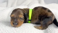 Peanuts, a male Miniature Dachshund for sale in Sacramento, CA – 1 of 7