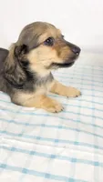 Slice, a male Miniature Dachshund for sale in Sacramento, CA – 3 of 6