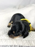 Vanilla, a male Miniature Dachshund for sale in Sacramento, CA – 2 of 6