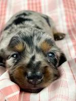 Egg, a female Miniature Dachshund for sale in Sacramento, CA – Photo 1 of 7