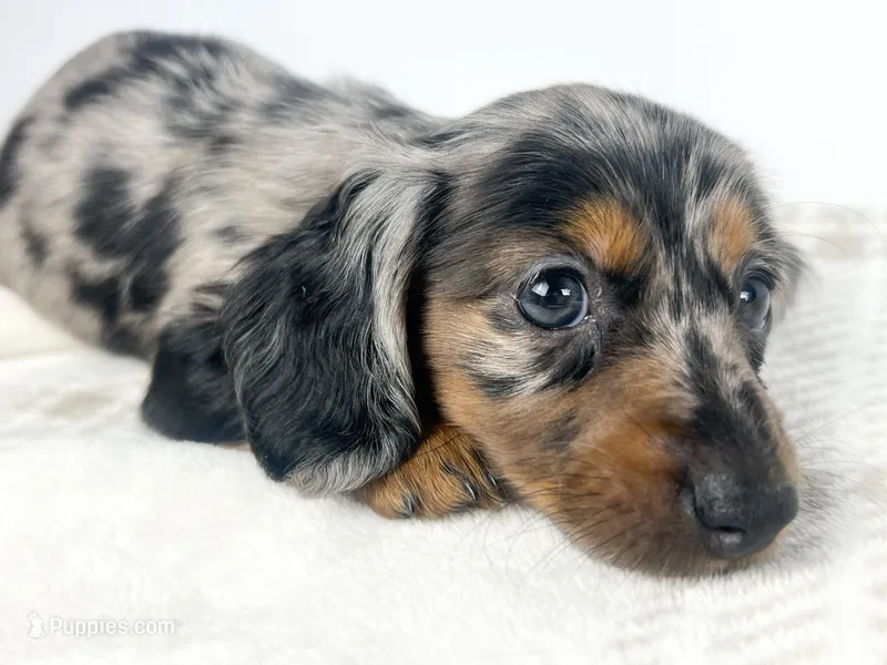Egg – Miniature Dachshund puppy on hold in Sacramento, CA