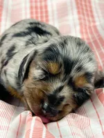 Egg, a female Miniature Dachshund for sale in Sacramento, CA – Photo 3 of 7