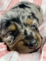 Egg, a female Miniature Dachshund for sale in Sacramento, CA – Photo 4 of 7