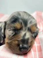 Egg, a female Miniature Dachshund for sale in Sacramento, CA – Photo 6 of 7