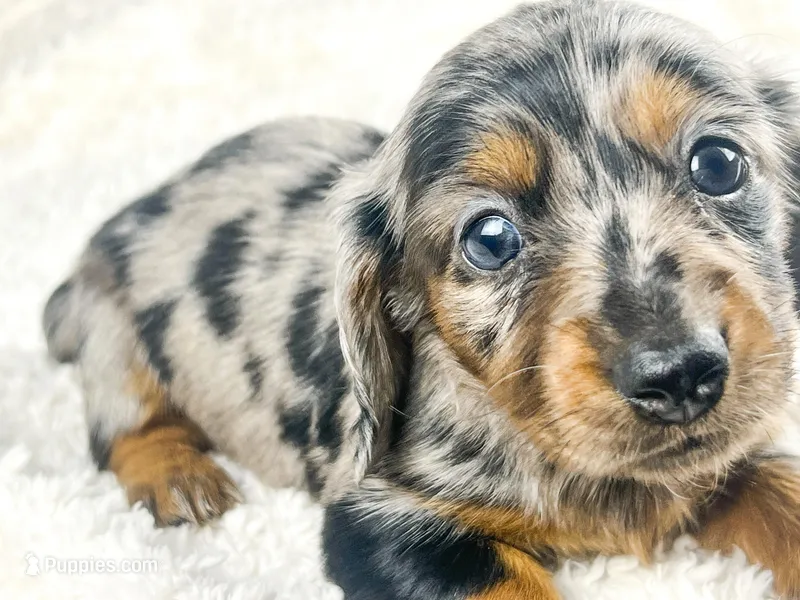 Egg – Miniature Dachshund puppy on hold in Sacramento, CA