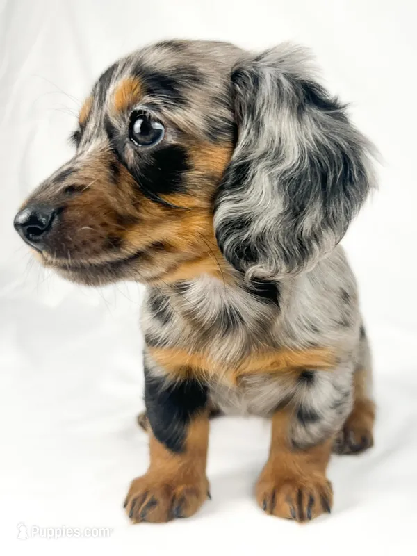 Egg – Miniature Dachshund puppy on hold in Sacramento, CA