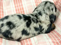 Egg, a female Miniature Dachshund for sale in Sacramento, CA – Photo 5 of 7