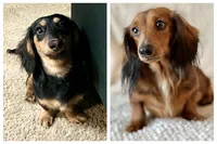 Egg, a female Miniature Dachshund for sale in Sacramento, CA – Photo 7 of 7