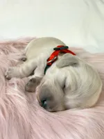 Snickerdoodle, a male Miniature Dachshund for sale in Sacramento, CA – 6 of 8