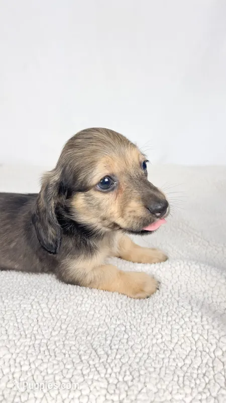 Slice – Miniature Dachshund puppy for sale in Sacramento, CA